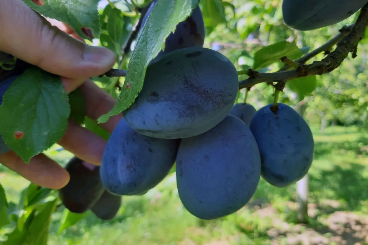 U općini Prozor-Rama počela je berba šljiva po kojima je ramski kraj nadaleko poznat, a obzirom da godišnje prosječno imaju 290 sunčanih dana njihove šljive su, kažu, dobre, sočne i pune šećera. FENA/Općina Prozor-Rama