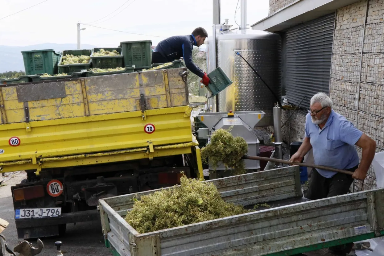 U Hercegovini se proizvode vrhunska i kvalitetna vina koja osvajaju brojne nagrade na međunarodnim sajmovima