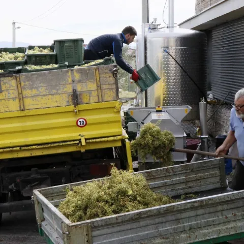 U Hercegovini se proizvode vrhunska i kvalitetna vina koja osvajaju brojne nagrade na međunarodnim sajmovima