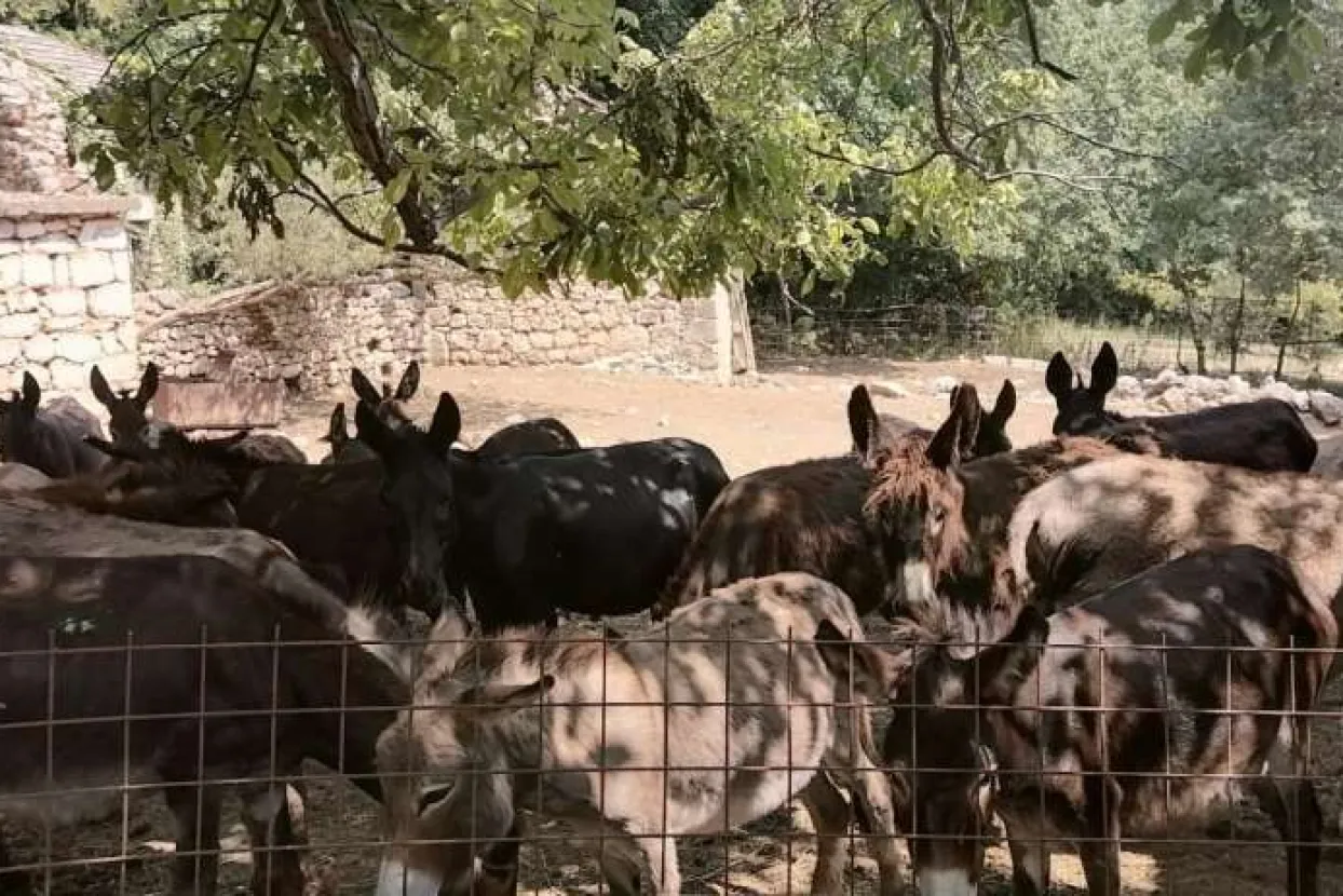 Magareće mlijeko iz Sovića je hit