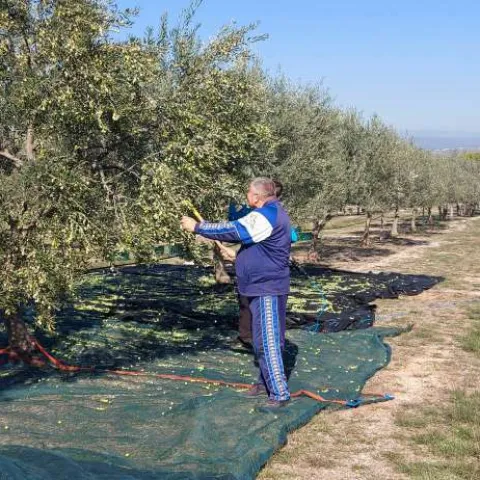 Unatoč rekordnom urodu masline, cijena&nbsp;ide gore: Evo koliko će koštati litra hercegovačkog maslinovog ulja