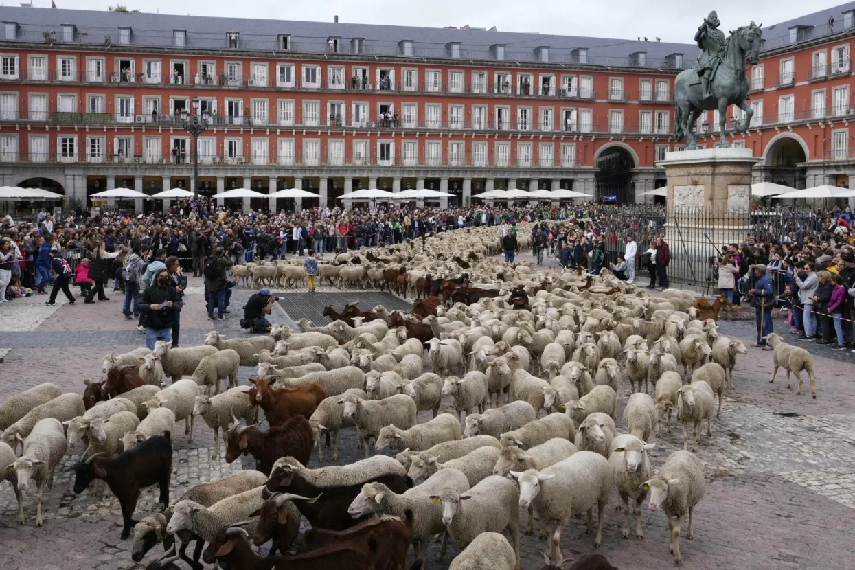 Stotine ovaca u pratnji pastira prošle središtem Madrida: &#39;Djeca misle da mlijeko dolazi iz trgovine&#39;