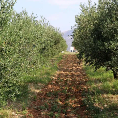 MOSTAR, 5. prosinca (FENA)&ndash; Hercegovina ima oko 93.000 stabala masline koja daju iznimno kvalitetno maslinovo ulje, a u razgovoru za Fenu direktor Federalnog agromediteranskog zavoda (FAZ) iz Mostara Marko Ivanković je rekao kako se svake godine posadi 10 do 15 tisuća novih stabala ove mediteranske biljke. (Foto FENA/Arhiva)