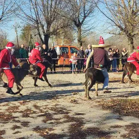 ČAPLJINA, 18. prosinca (FENA) - U Čapljini je u nedjelju održana &quot;Utrka magaraca&quot;, a najbrži je bio magarac Eustahije i njegov vlasnik Jozo Šimović. (Foto FENA/Konjički klub Vranac)